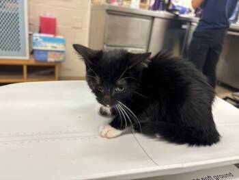 Rescue Domestic Short Hair Cats for Adoption in Grand Prairie, Texas - MINNIE | PetCurious