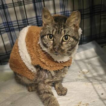 Domestic Short Hair Cats Available for Adoption in Austin, Texas - Title Fight | PetCurious