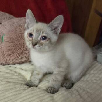 NAPOLEON -  Domestic Short Hair Cat for Adoption in Graham, Washington - NAPOLEON | PetCurious