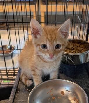 Ollie -  Domestic Short Hair Cat for Adoption in Heathsville, Virginia - Ollie | PetCurious