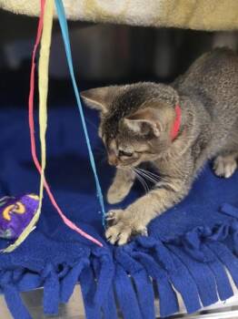 Pudding Pop -  Domestic Short Hair Cat for Adoption in Westland, Michigan - Pudding Pop | PetCurious