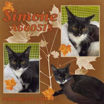 SIMONE -  Domestic Short Hair Cat for Adoption in Houston, Texas - SIMONE | PetCurious