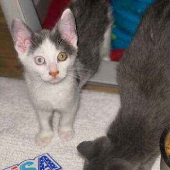 Rescue Domestic Short Hair Cats for Adoption in Harrington, Delaware - Callisto | PetCurious