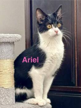 Domestic Short Hair Cats Available for Adoption in Wadsworth, Ohio - Ariel | PetCurious