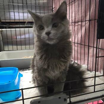 Domestic Medium Hair Cats Available for Adoption in Spokane, Washington - Stormy | PetCurious