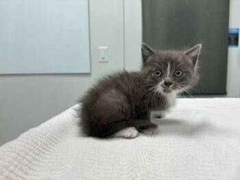 Cash -  Domestic Short Hair Cat for Adoption in Kansas City, Missouri - Cash | PetCurious