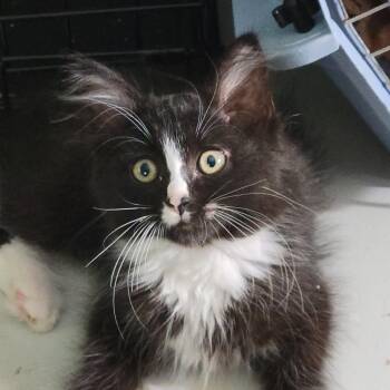 Rescue Domestic Long Hair Cats for Adoption in Harrison, Michigan - CAROLINA | PetCurious