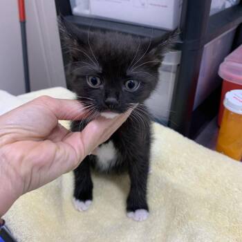 Domestic Short Hair Cats Available for Adoption in Morganton, North Carolina - Patches | PetCurious