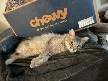 Esmerelda -  Domestic Short Hair Cat for Adoption in St. Cloud, Minnesota - Esmerelda | PetCurious