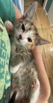 Rescue Domestic Short Hair Cats for Adoption in Washburn, Wisconsin - Amaranth | PetCurious