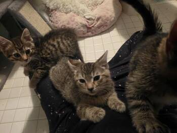 Victoria -  Domestic Short Hair Cat Available for Adoption in Chicago, Illinois - Victoria | PetCurious