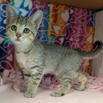 Bre -  Domestic Short Hair Cat for Adoption - Bre | PetCurious