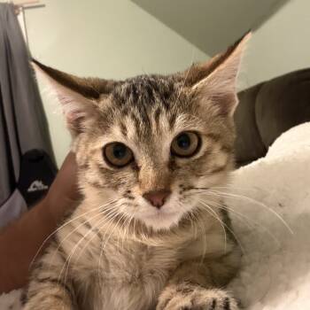 Rescue Domestic Short Hair Cats for Adoption in Ashland, Oregon - Rose | PetCurious