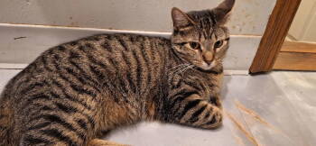 Rescue Domestic Short Hair Cats for Adoption in Northfield, Ohio - ZEPHYR | PetCurious