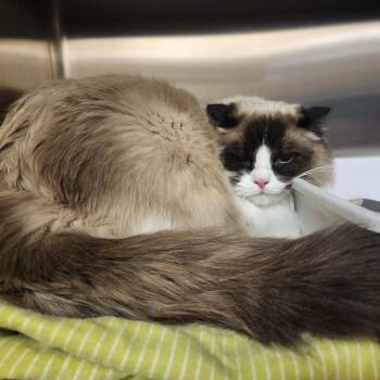 Ragdoll Cats Available for Adoption in Manassas, Virginia - C.B. | PetCurious