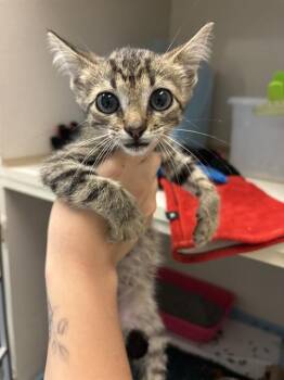 HISSY FIT -  Domestic Short Hair Cat for Adoption in Forney, Texas - HISSY FIT | PetCurious