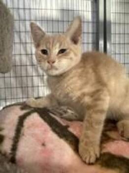 Rescue Domestic Short Hair Cats for Adoption in Manitowoc, Wisconsin - Chewie | PetCurious