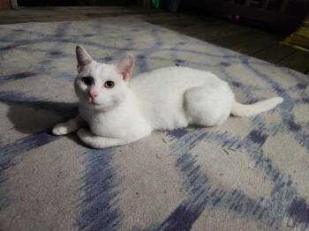 John Snow -  Domestic Short Hair Cat for Adoption in New Kensington, Pennsylvania - John Snow | PetCurious