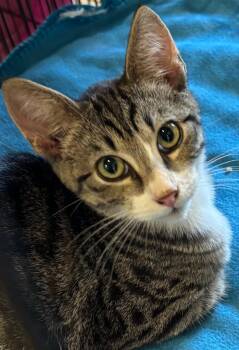 ZION -  Domestic Short Hair Cat for Adoption in Elizabethton, Tennessee - ZION | PetCurious