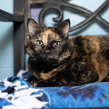 Milady -  Domestic Short Hair Cat for Adoption in Evansville, Indiana - Milady | PetCurious