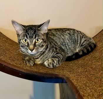 Rescue Domestic Short Hair Cats for Adoption in Dyer, Indiana - Tilly | PetCurious