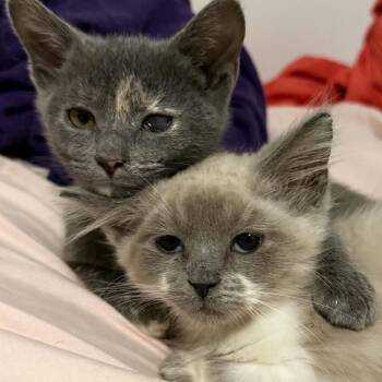 Naomi -  Siamese and Domestic Medium Hair Cat for Adoption in Jacksboro, Tennessee - Naomi | PetCurious