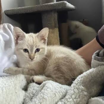 Beverly -  Domestic Short Hair Cat for Adoption in West Olive, Michigan - Beverly | PetCurious