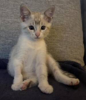 Suki -  Siamese and Domestic Short Hair Cat for Adoption in Fort Worth, Texas - Suki | PetCurious