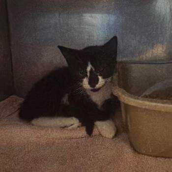 Funyun -  Domestic Short Hair Cat for Adoption in Silver Spring, Maryland - Funyun | PetCurious