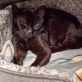 Domestic Short Hair Cats Available for Adoption in Kennebunk, Maine - Obsidian | PetCurious