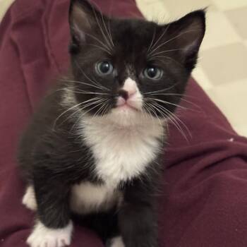 Natasha -  Domestic Short Hair Cat for Adoption in Keizer, Oregon - Natasha | PetCurious