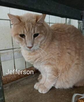 Jefferson -  Domestic Short Hair Cat for Adoption in Saint James, Minnesota - Jefferson | PetCurious