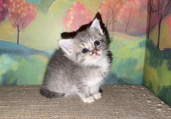 Birdie -  Domestic Short Hair Cat for Adoption in San Diego, California - Birdie | PetCurious
