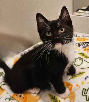 Rescue Domestic Medium Hair Cats for Adoption in Terrell, Texas - Dash | PetCurious