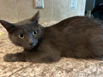 Rescue Russian Blue Cats for Adoption - Pancake 04/24 FIV+ | PetCurious