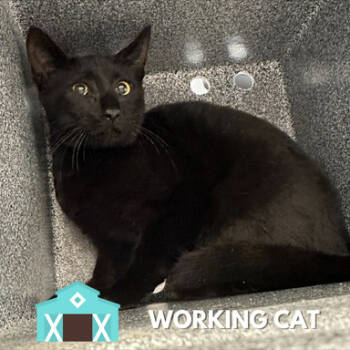 Rescue Domestic Short Hair Cats for Adoption in Sarasota, Florida - Swedish Meatball | PetCurious