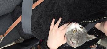 Domestic Short Hair Cats Available for Adoption - Daredevil | PetCurious