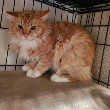 6. Catsby (Chad) -  Domestic Medium Hair Cat for Adoption in Columbus, North Carolina - 6. Catsby (Chad) | PetCurious