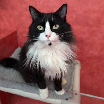 Laszlo -  Domestic Long Hair Cat for Adoption in Austin, Texas - Laszlo | PetCurious