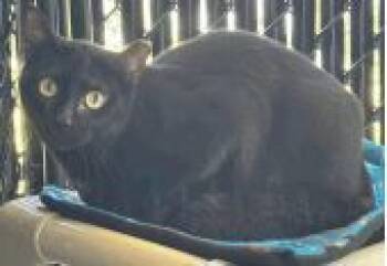 Rescue Domestic Short Hair Cats for Adoption in Largo, Florida - Monique | PetCurious