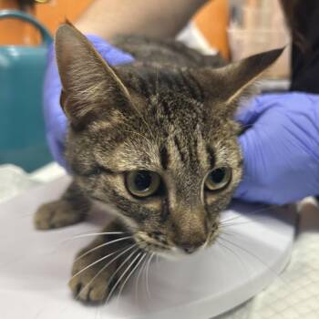 Cherrypaw -  Domestic Short Hair Cat for Adoption in Salt Lake City, Utah - Cherrypaw | PetCurious