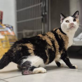 Rescue Domestic Short Hair Cats for Adoption in Newark, New Jersey - Rose | PetCurious