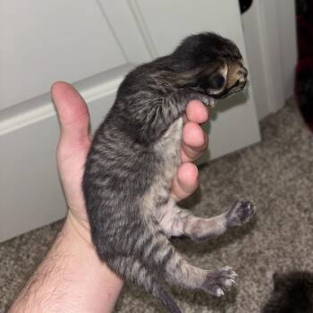 Jerry -  Domestic Short Hair Cat for Adoption in Huntsville, Alabama - Jerry | PetCurious