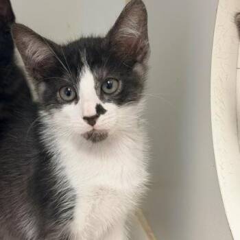 Bincho -  Domestic Short Hair Cat for Adoption in Long Beach, California - Bincho | PetCurious