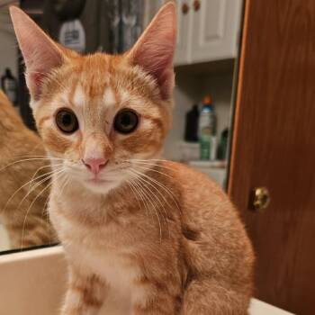 Toby C12735 -  Domestic Short Hair Cat for Adoption - Toby C12735 | PetCurious