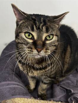 Domestic Short Hair Cats Available for Adoption in Maple Ridge, British Columbia - Kawkawa | PetCurious