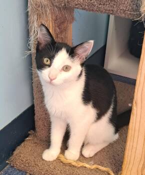 Rescue Domestic Short Hair Cats for Adoption in Shelbyville, Kentucky - Michonne | PetCurious