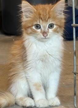 Griffin -  Domestic Long Hair Cat for Adoption in Brant, Michigan - Griffin | PetCurious