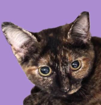 Rescue Calico Cats for Adoption in Savannah, Georgia - Ali | PetCurious