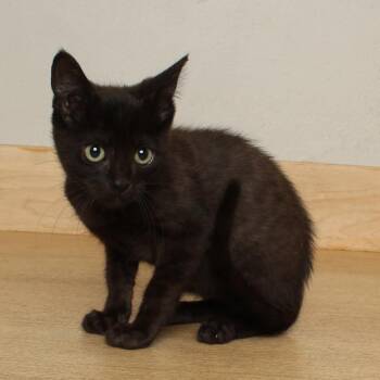 Stevie C70618 -  Domestic Short Hair Cat for Adoption in Minnetonka, Minnesota - Stevie C70618 | PetCurious